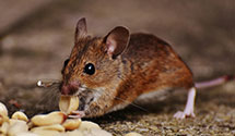 24 Hour & Emergency Exterminators in Hannaford, ND